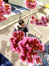 0303 桜の木の下でⅡ (17)